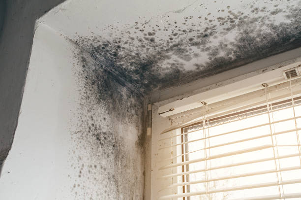 Trusted Mold Testing service in Toms River, NJ - Cheap Mold Removal