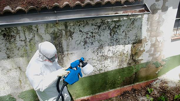 Trusted Basement Mold Remediation service in Toms River, NJ - Cheap Mold Removal